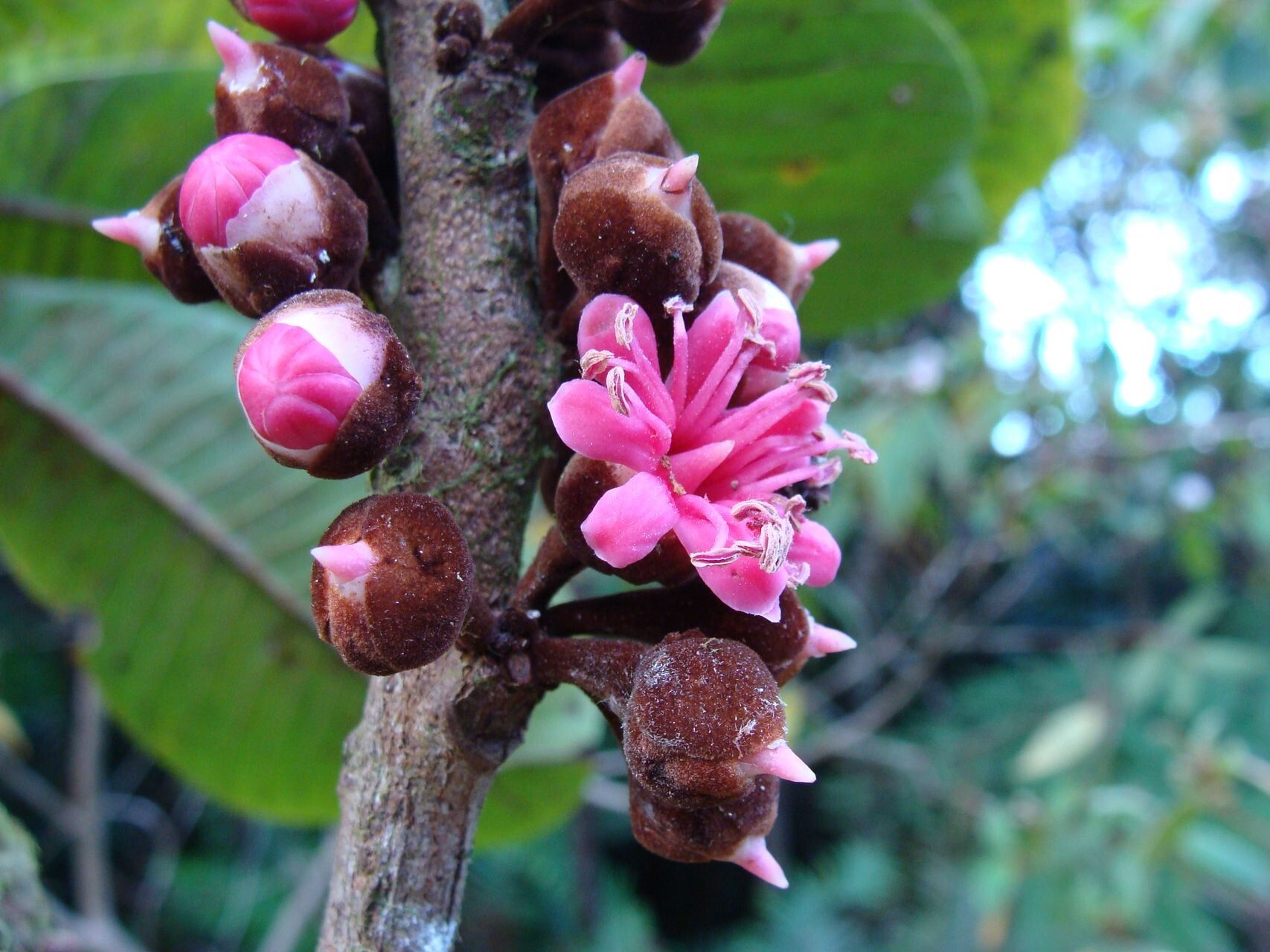 Pycnandra benthamii flower