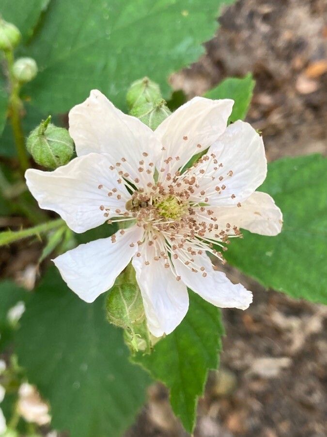 Rubus camptostachys flower