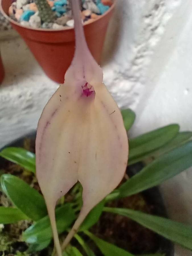 Masdevallia wageneriana — search result for 'Masdevallia'