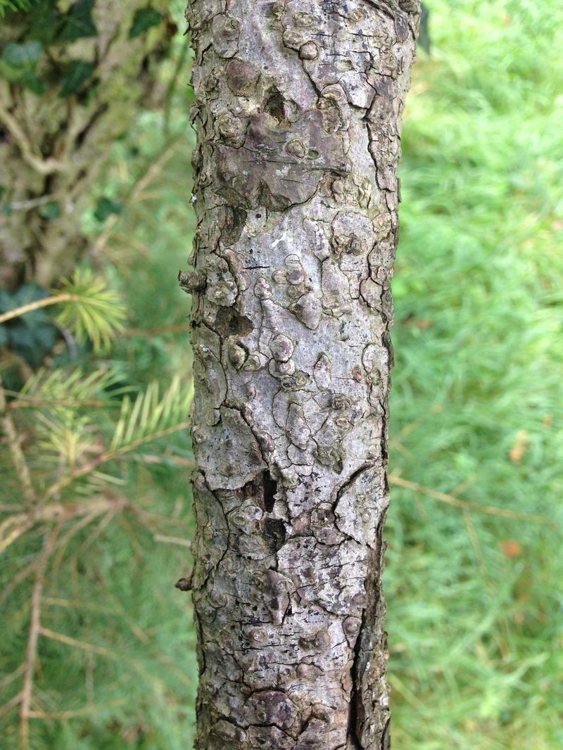 Picea wilsonii bark