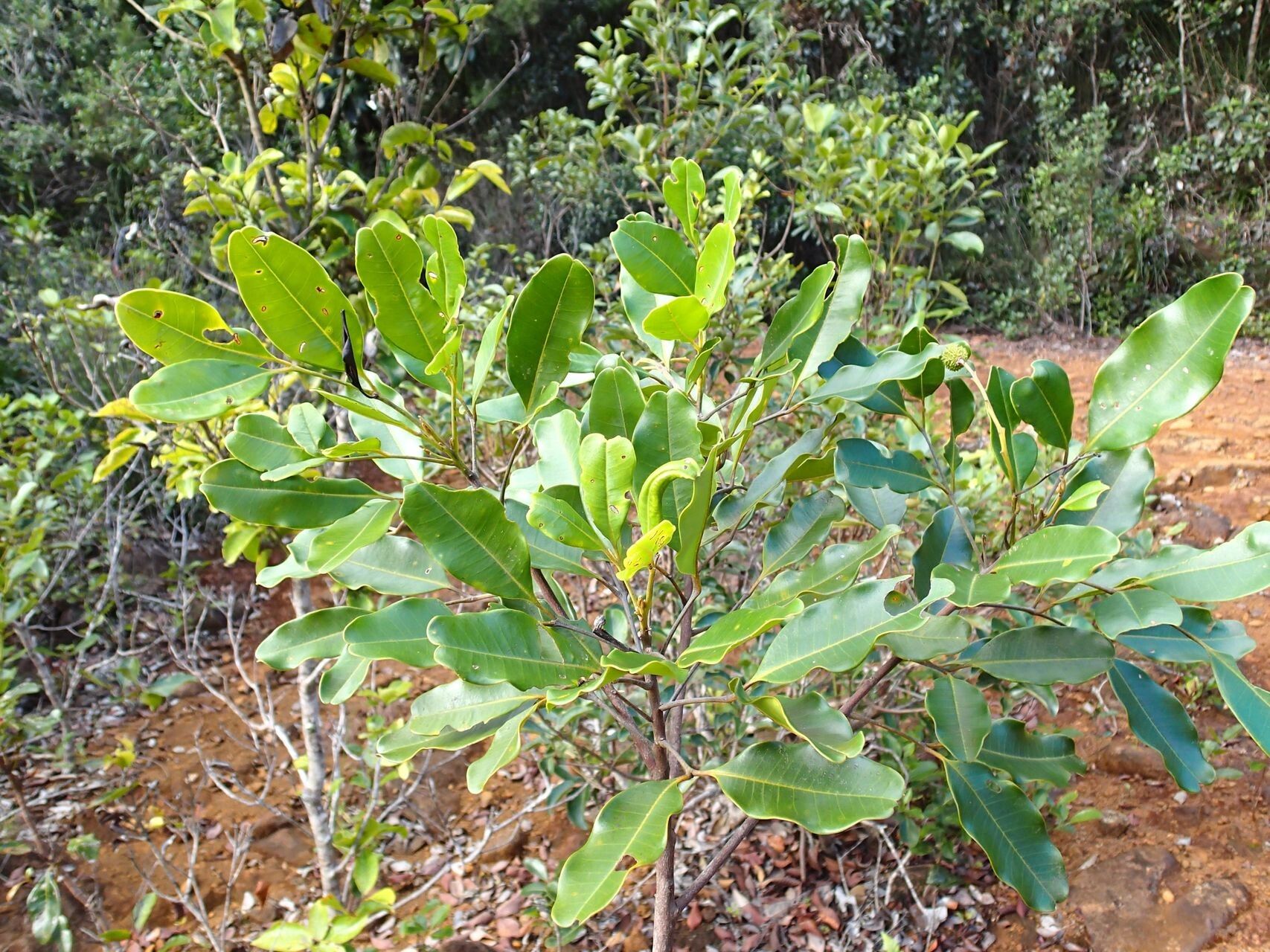 Flindersia fournieri habit