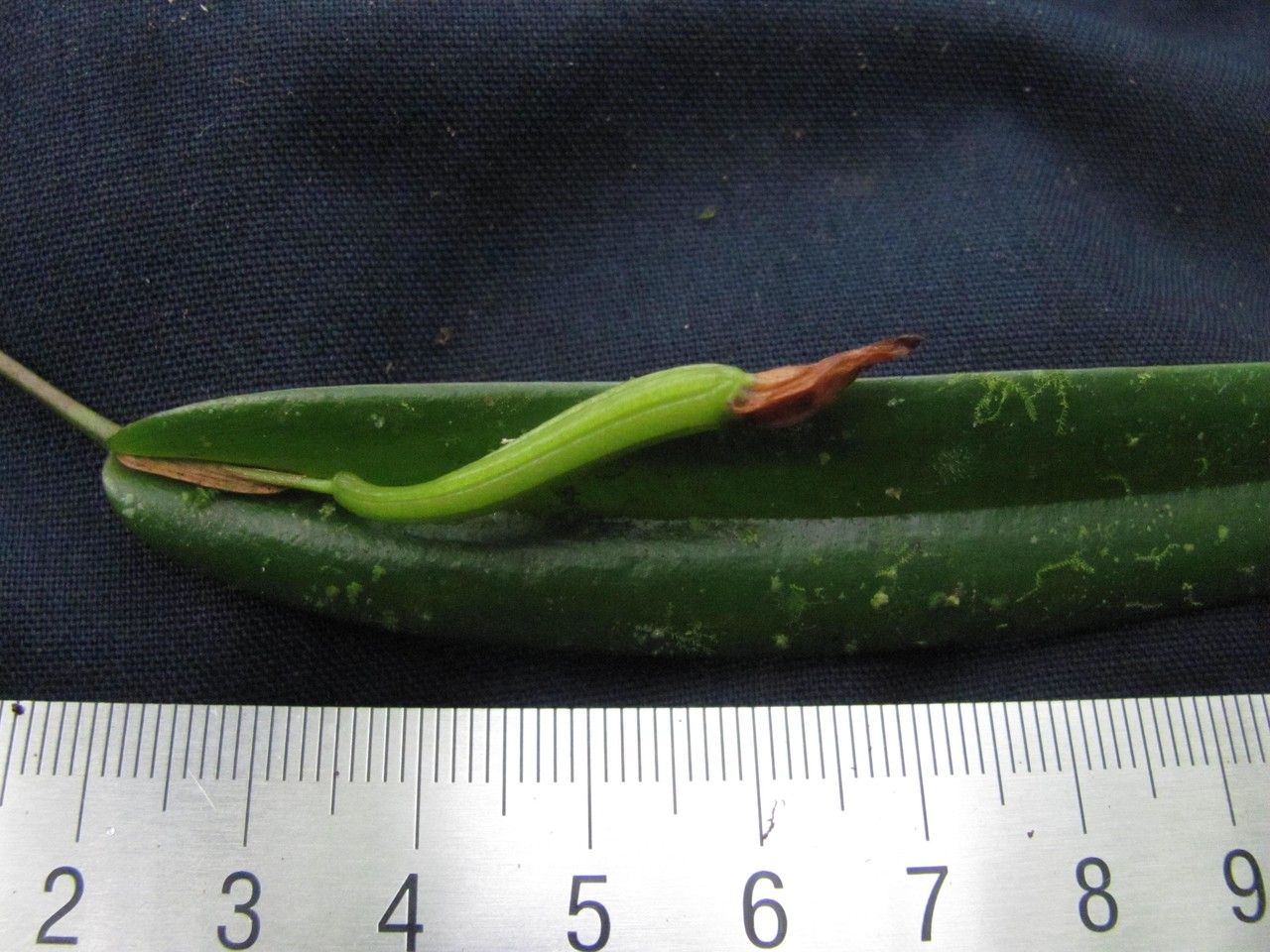 Pleurothallis tonduzii other