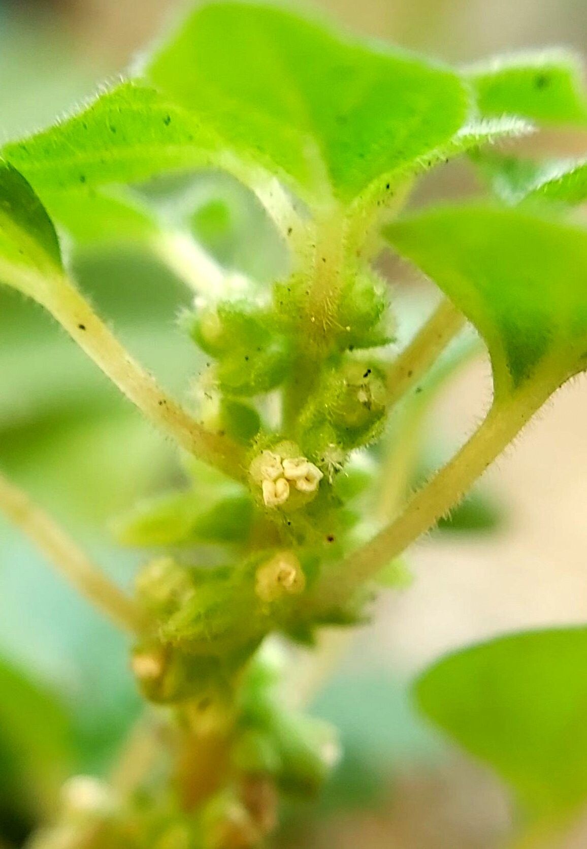 Parietaria erronea flower