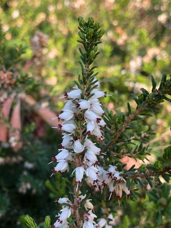 Erica erigena flower
