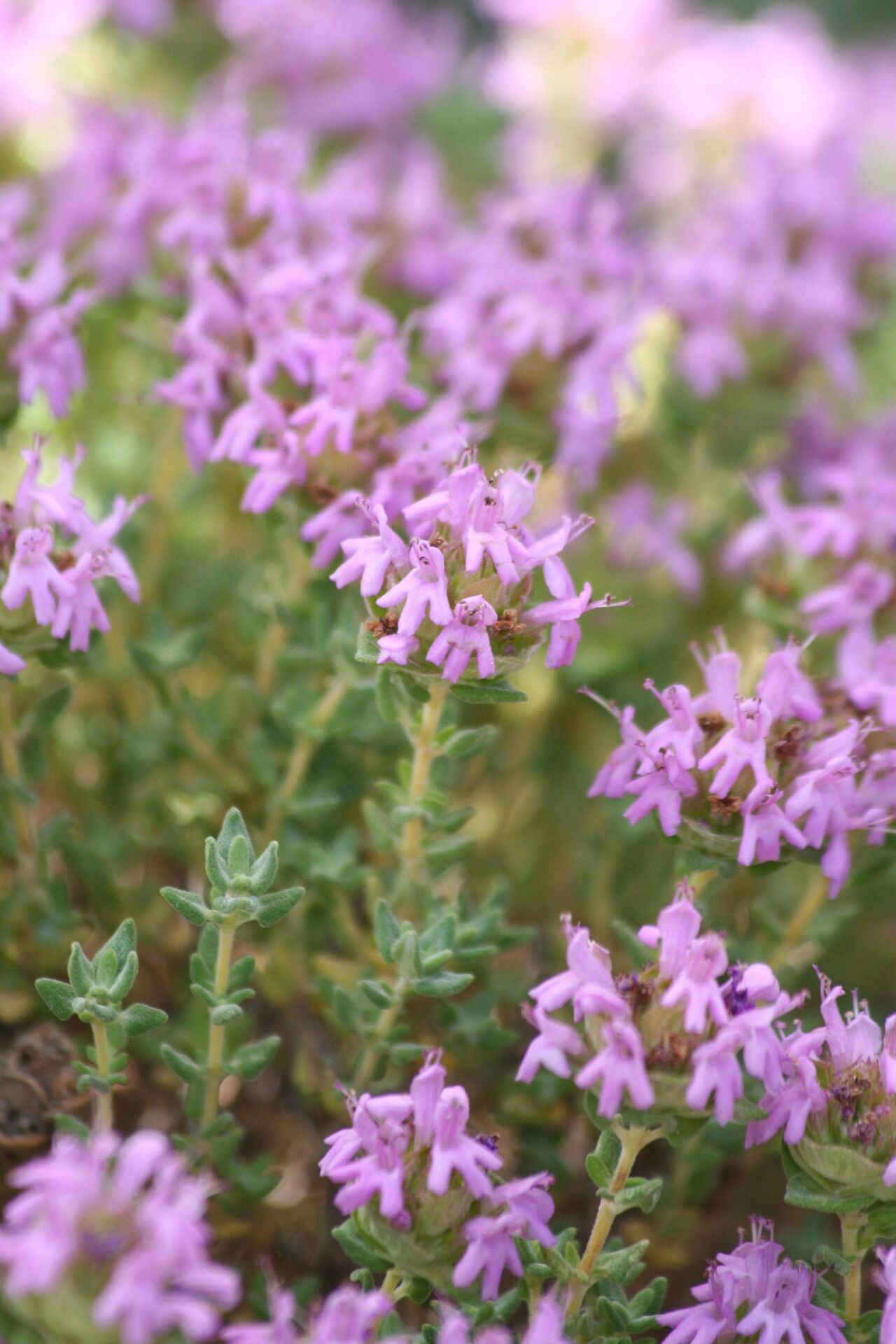 Thymus camphoratus flower