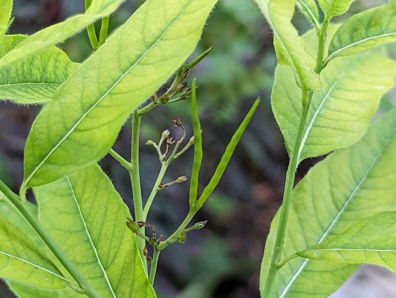 Amsonia elliptica fruit