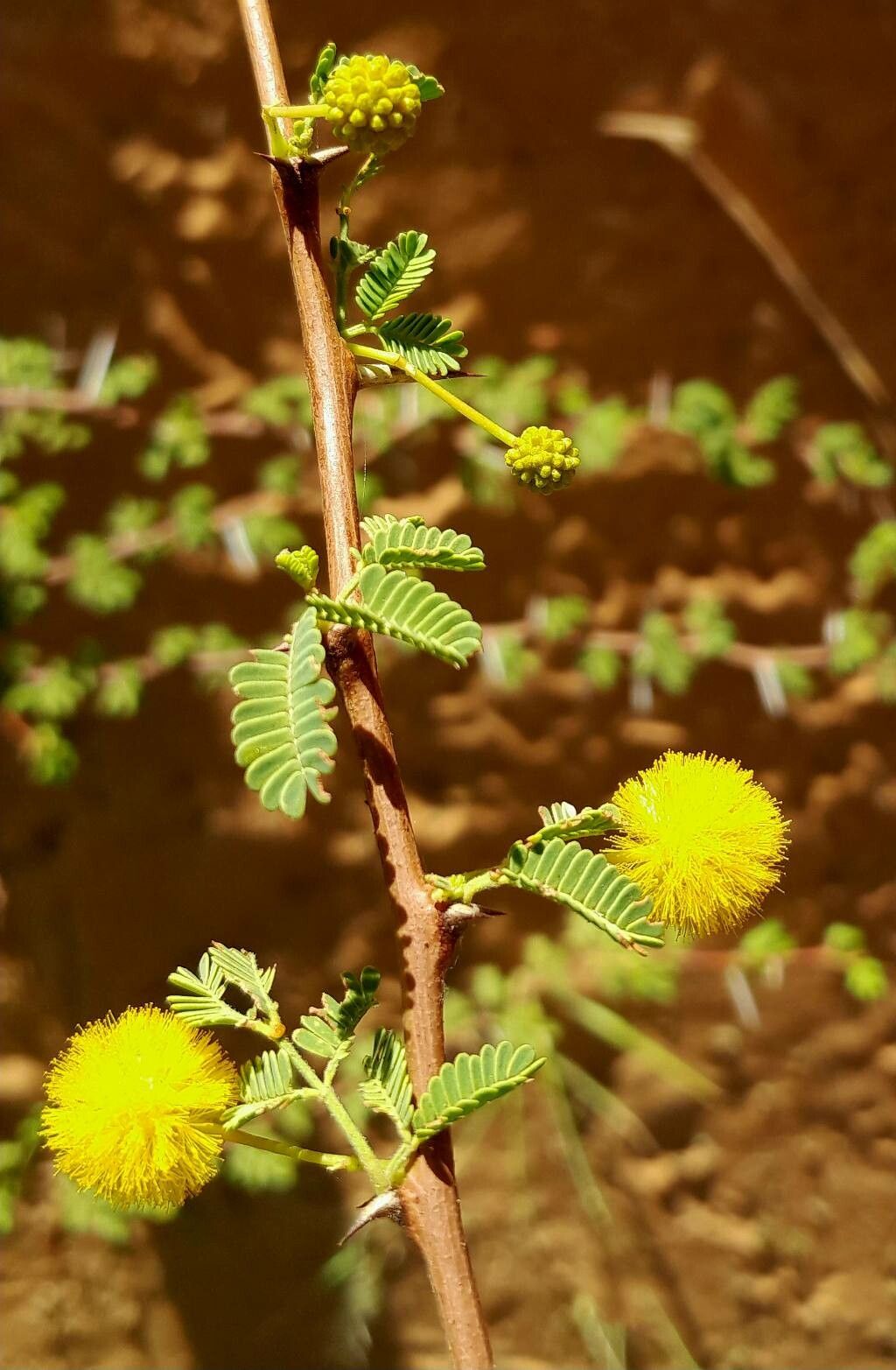 Vachellia flava flower