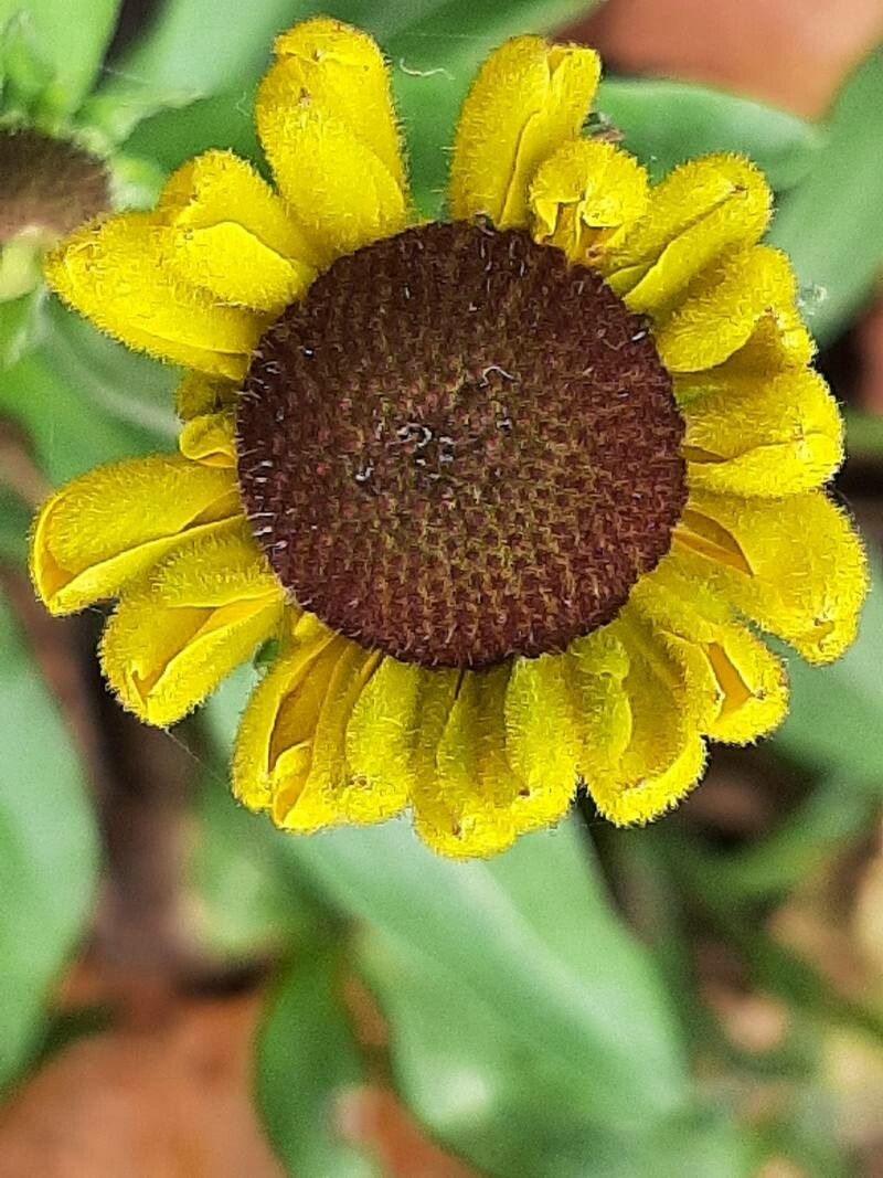 Helenium bigelovii flower