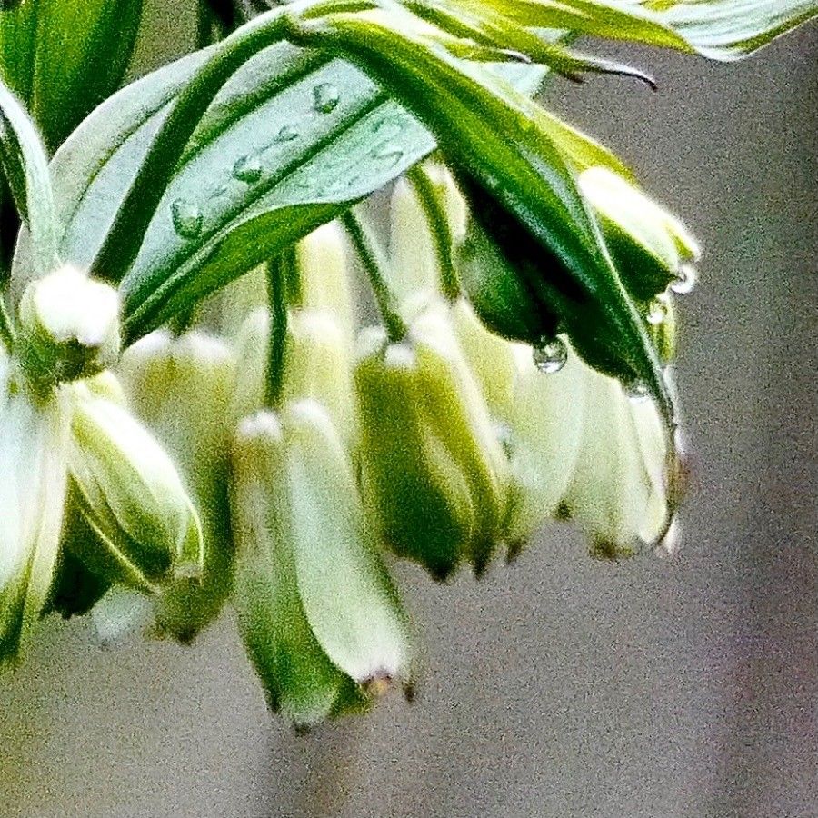 Disporum cantoniense flower