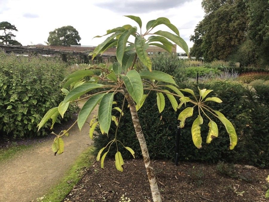 Heptapleurum fantsipanense — search result for 'Heptapleurum'