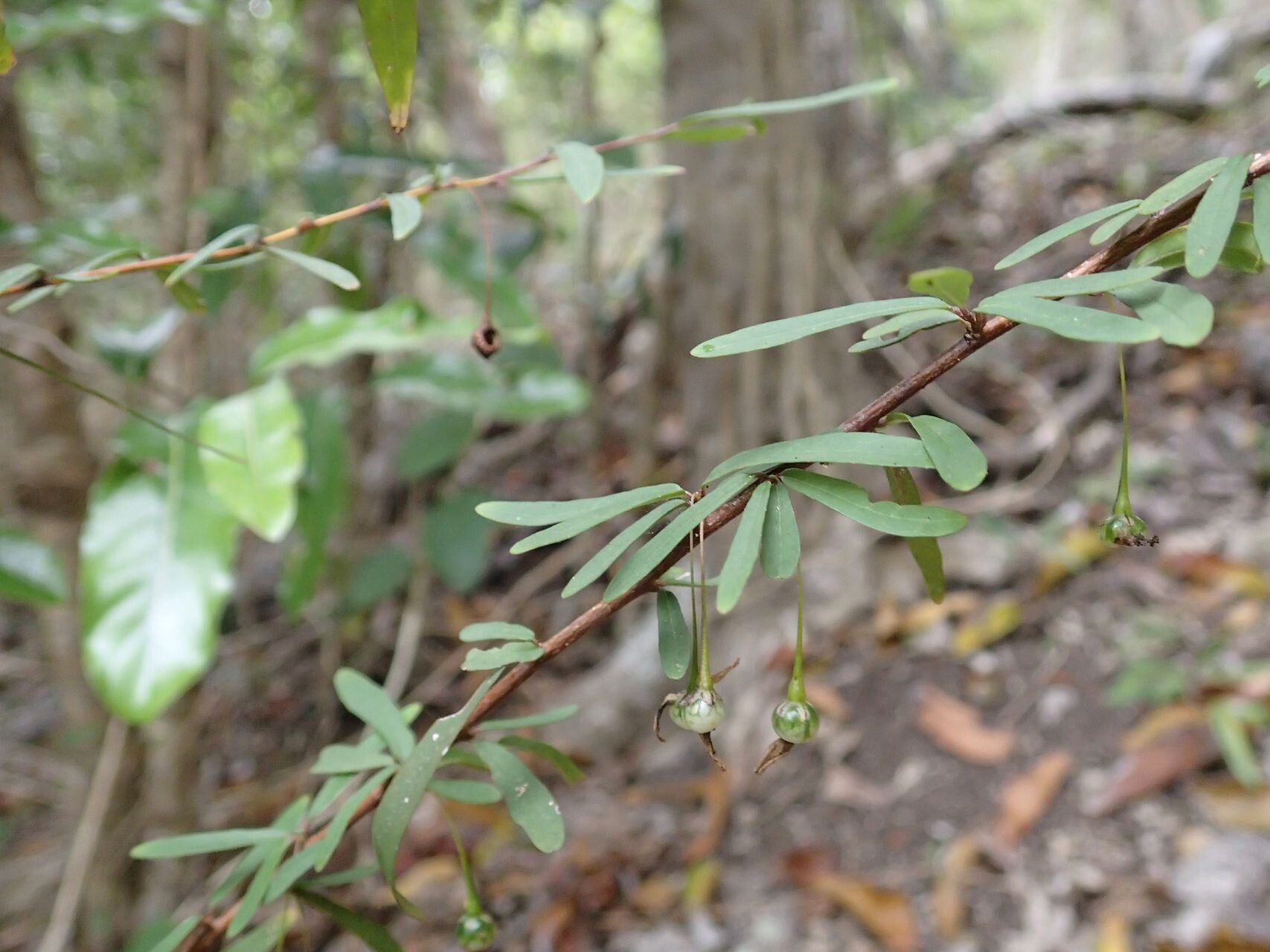 Solanum pancheri habit