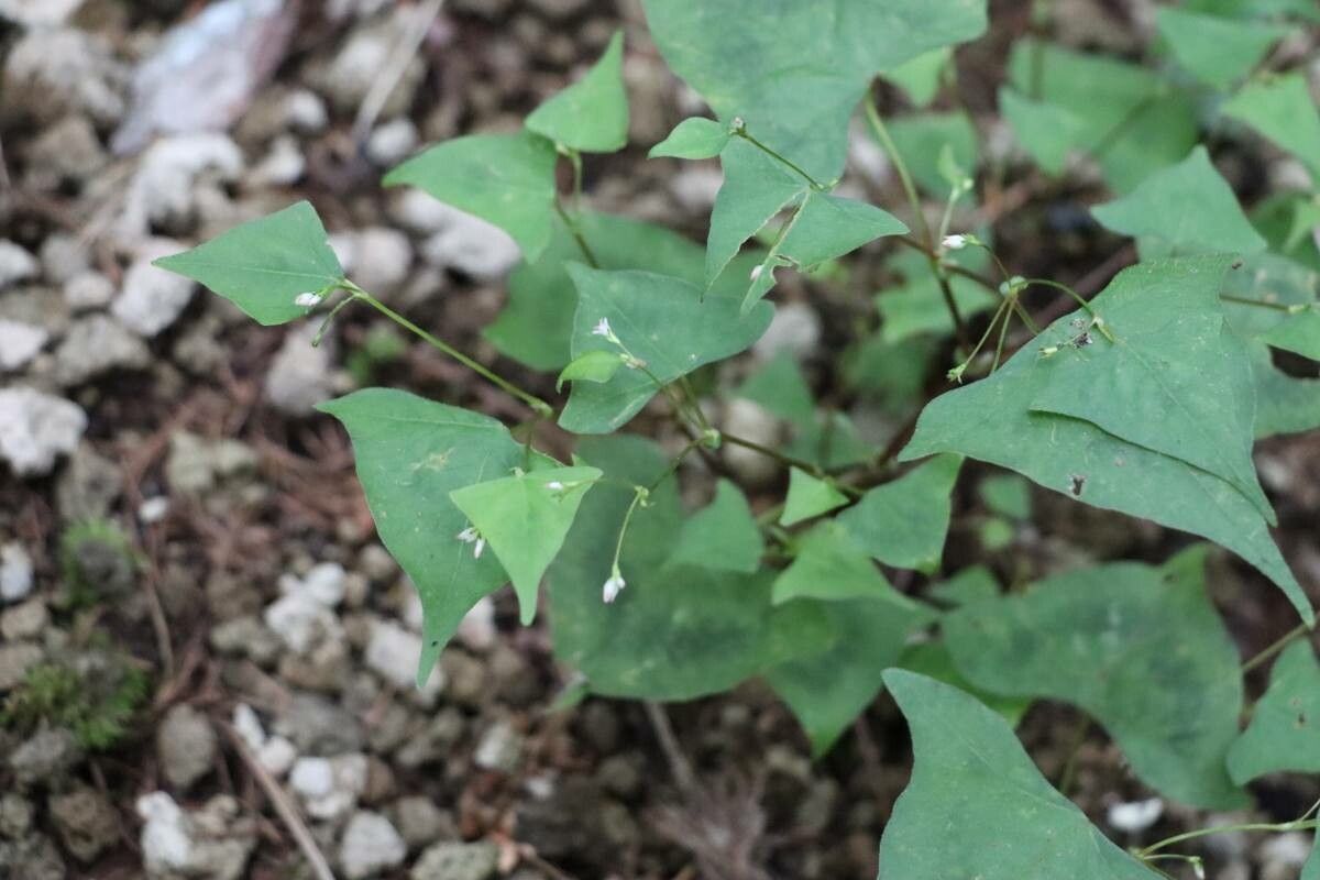 Persicaria debilis — houseplant care guide
