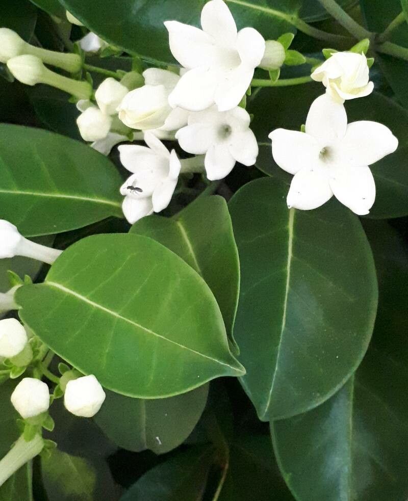Marsdenia floribunda flower