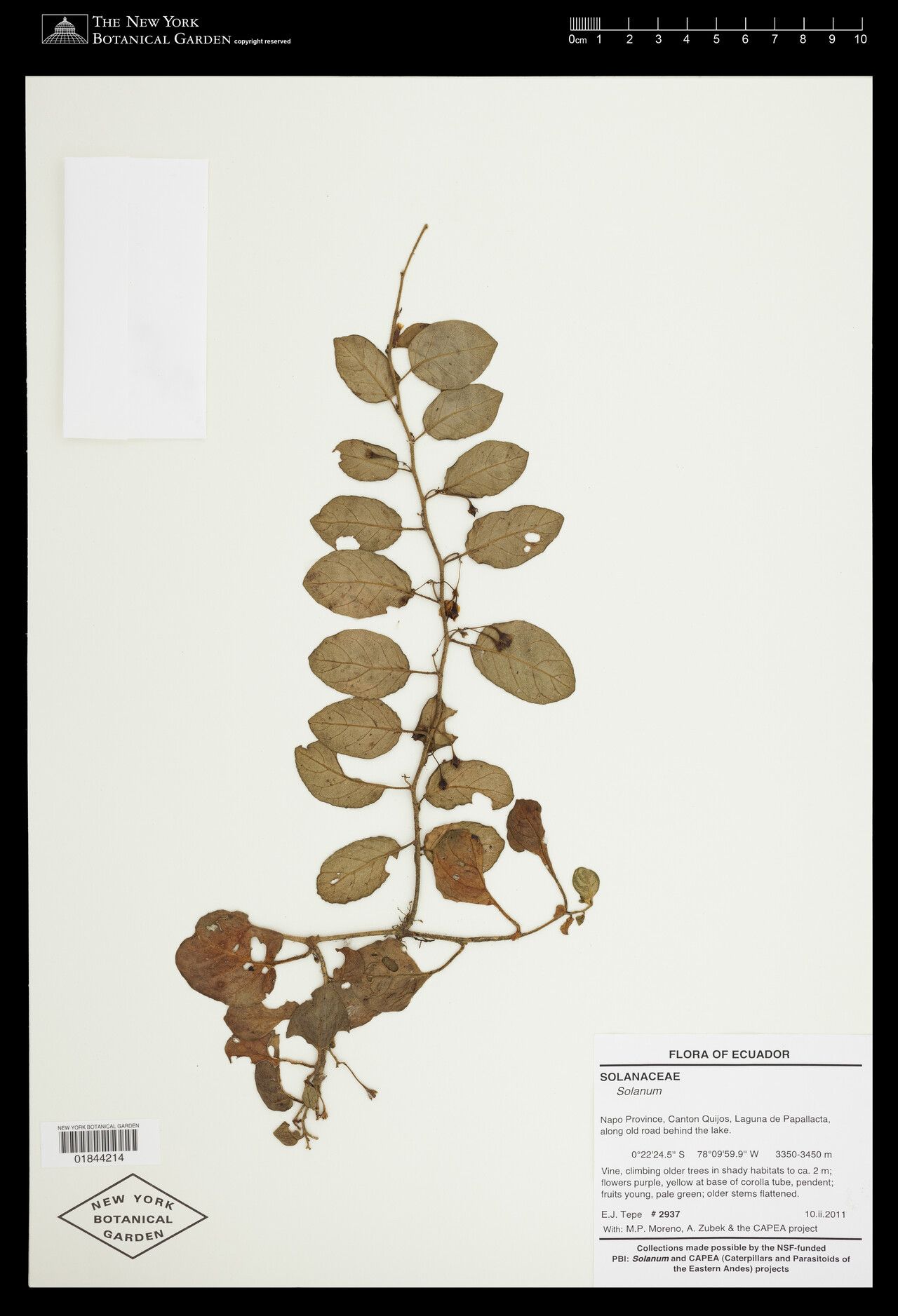 Solanum siphonobasis — houseplant care guide