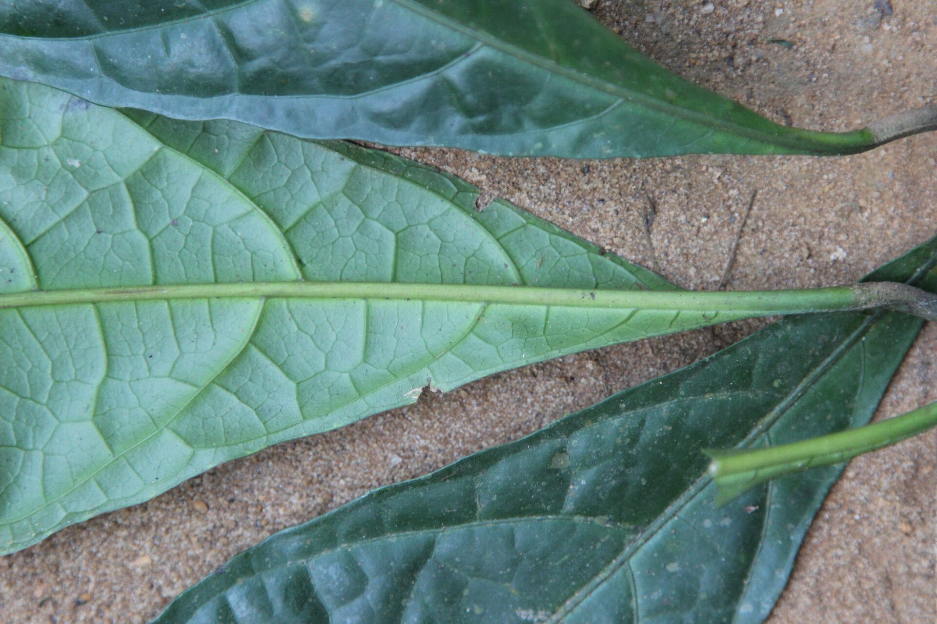 Asystasia macrophylla — search result for 'Asystasia'