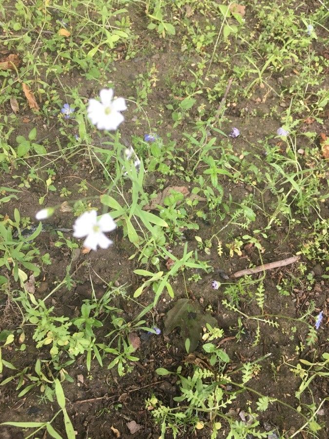 Minuartia patula flower