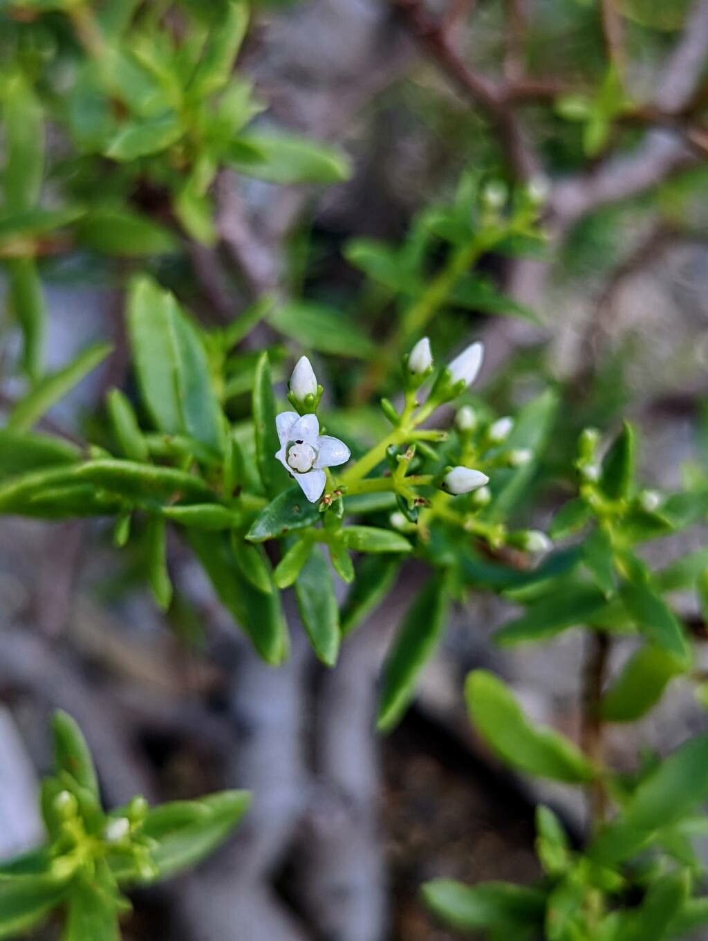 Crassula sarcocaulis flower