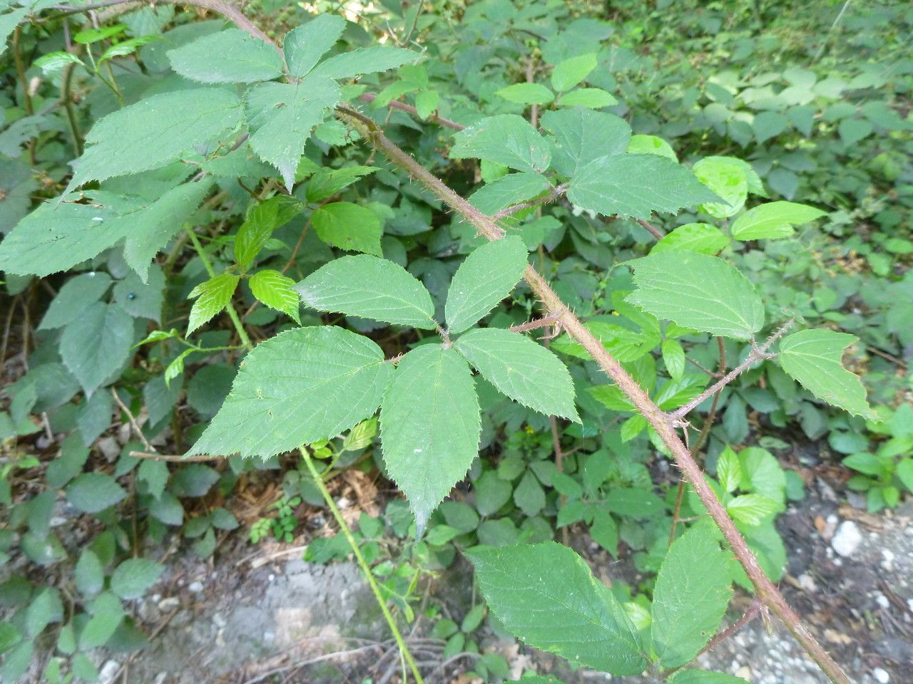 Rubus praticolor — houseplant care guide