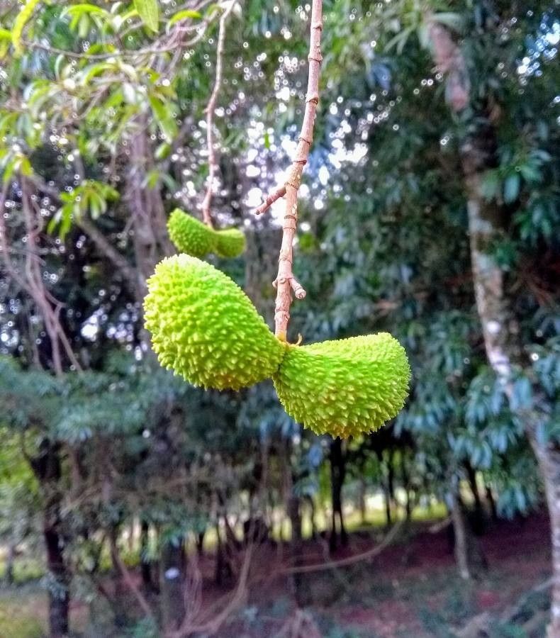 Tabernaemontana hystrix fruit
