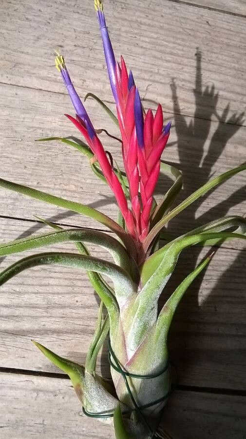 Tillandsia caput-medusae flower