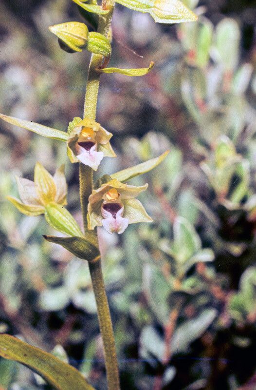 Epipactis dunensis flower