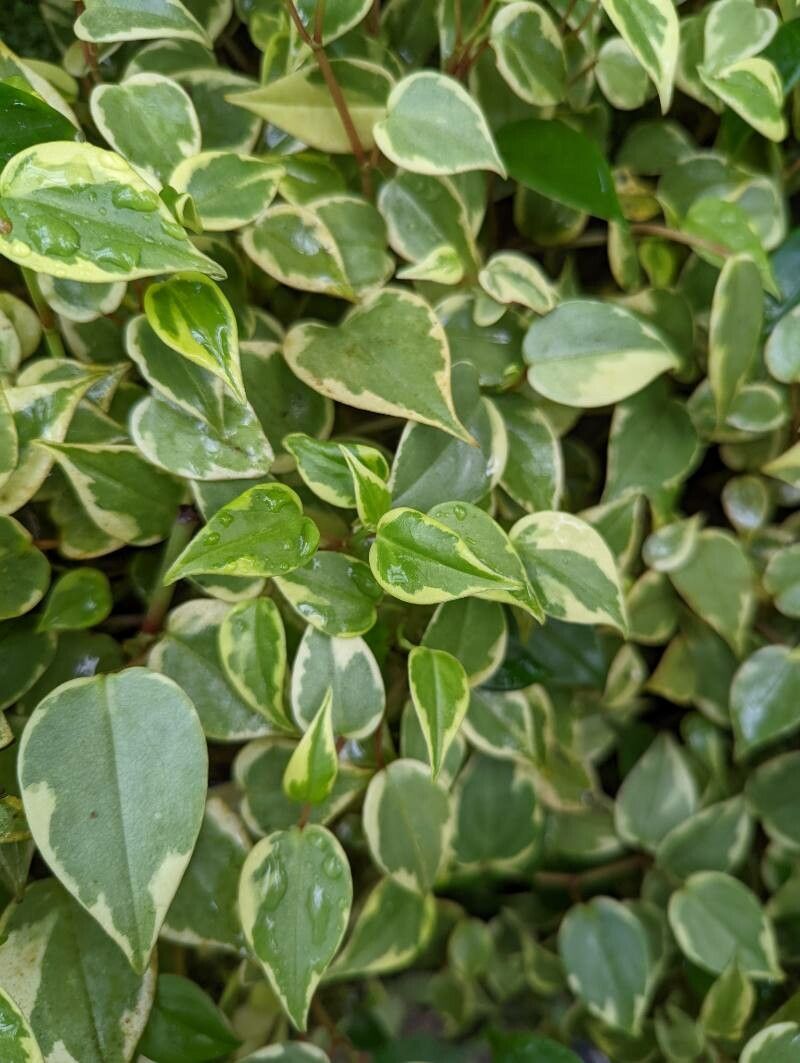 Peperomia macrostachya leaf