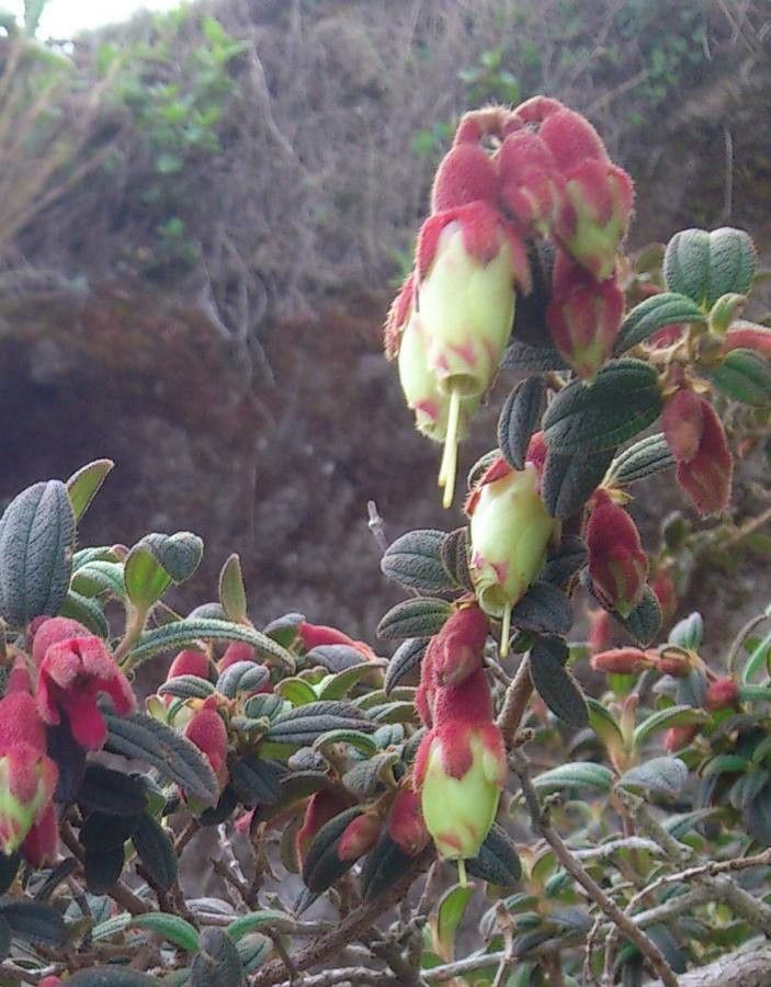Brachyotum ledifolium flower