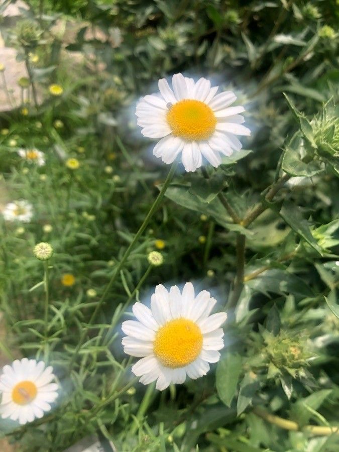 Leucanthemum gracilicaule flower