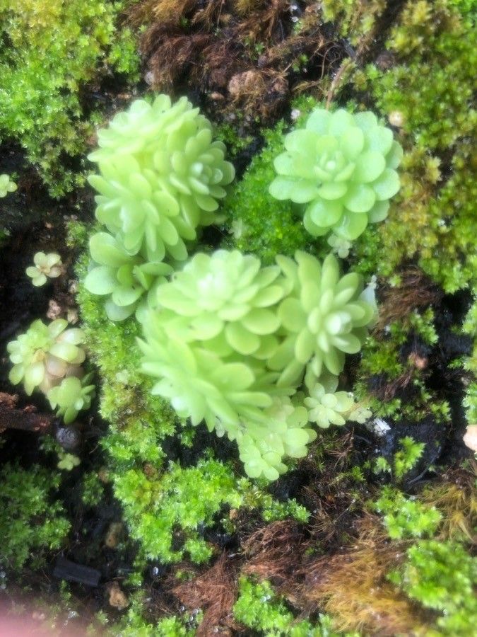Pinguicula martinezii leaf