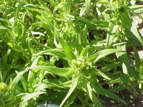 Madia sativa habit