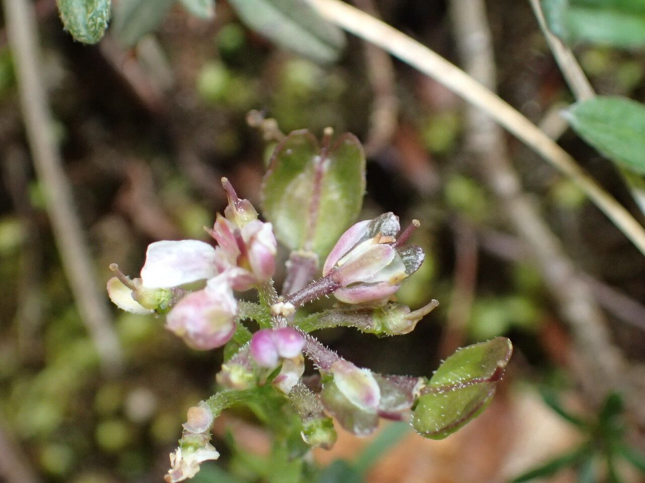 Iberis saxatilis fruit