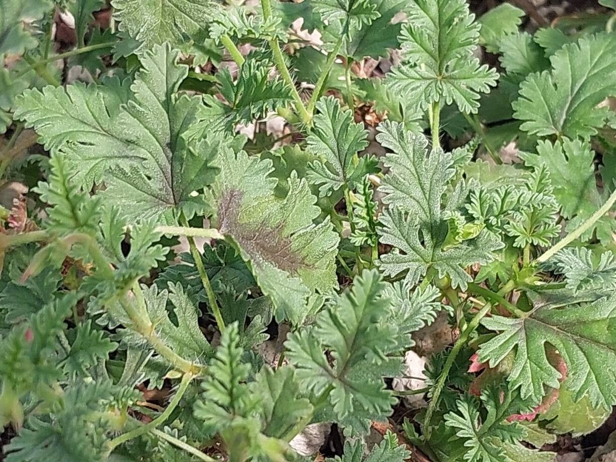 Pelargonium caucalifolium — houseplant care guide