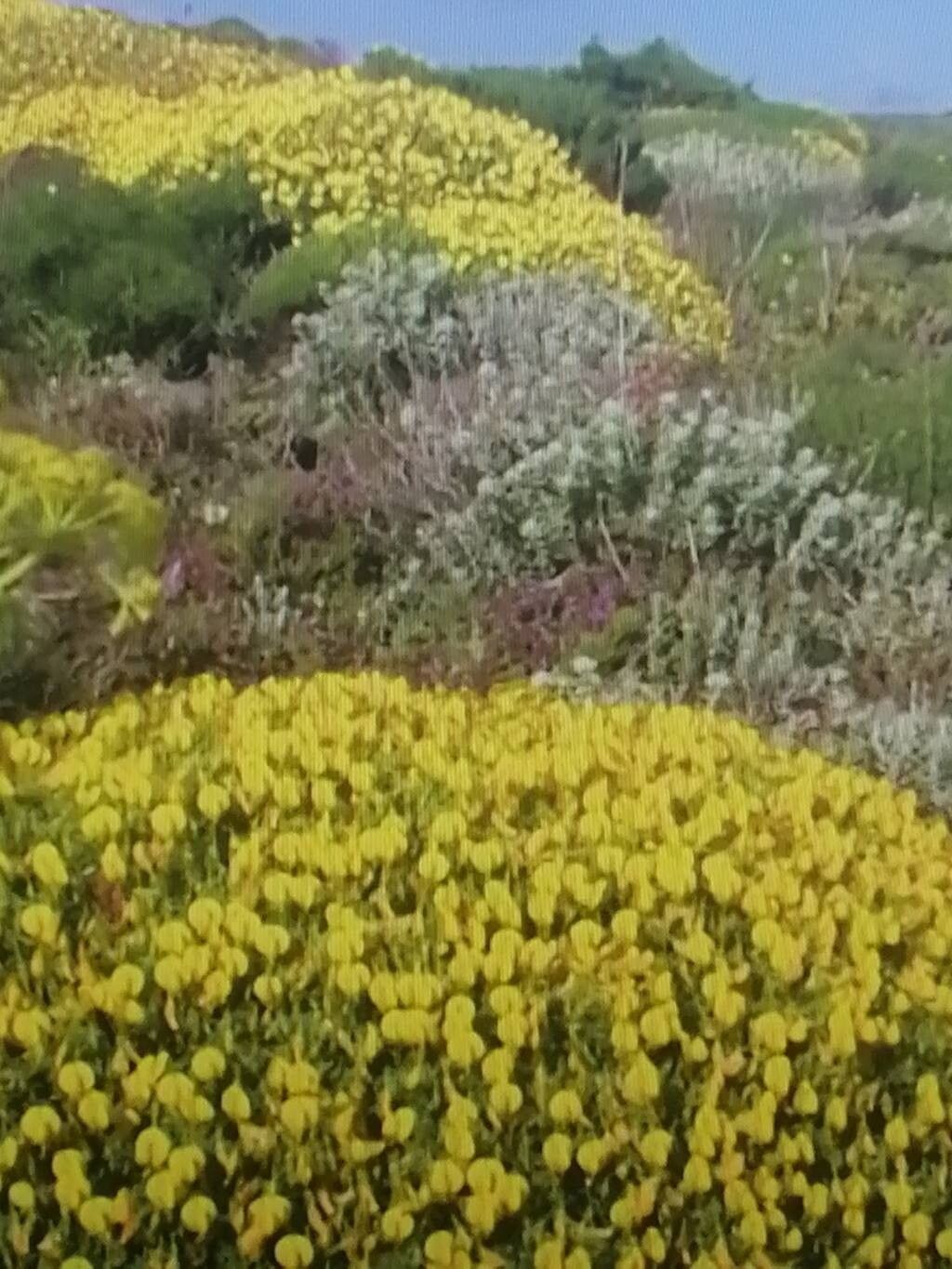 Ononis talaverae flower