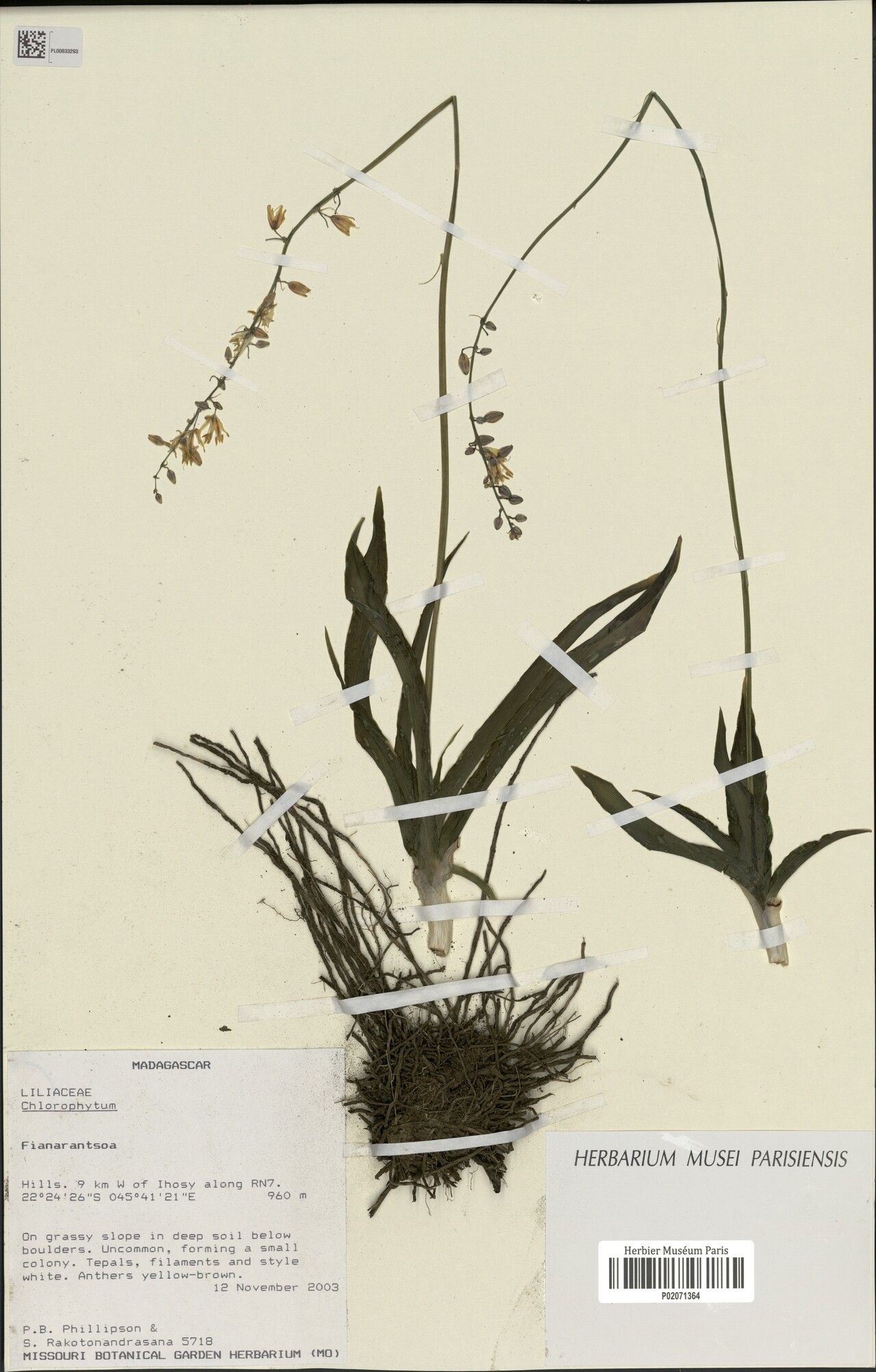 Chlorophytum humbertianum — search result for 'Chlorophytum'