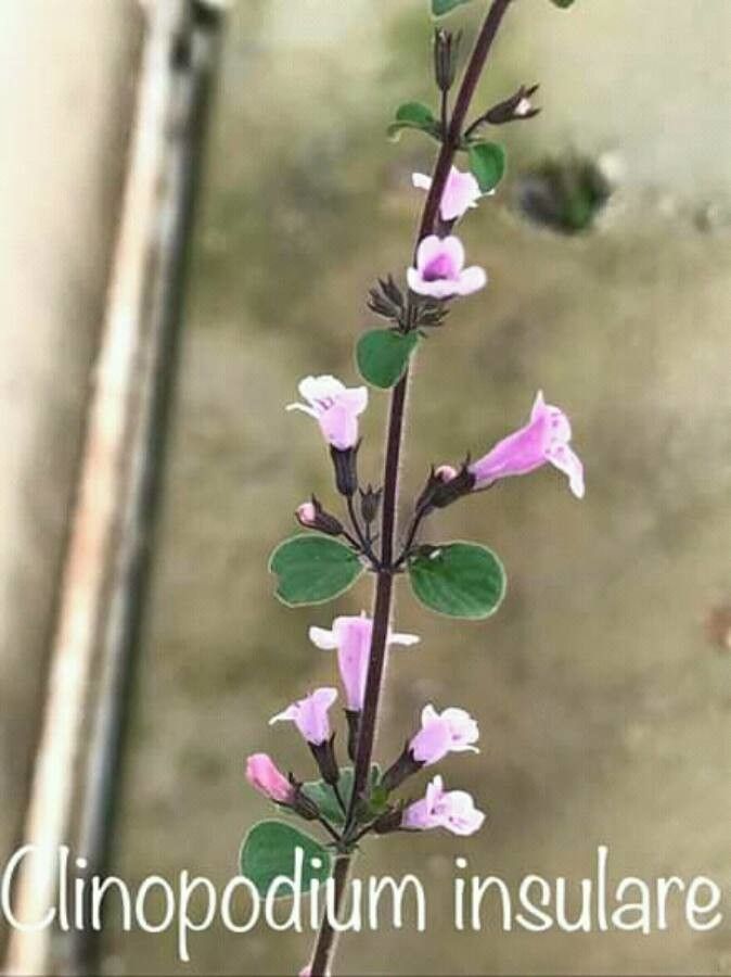 Clinopodium insulare — search result for 'Clinopodium'