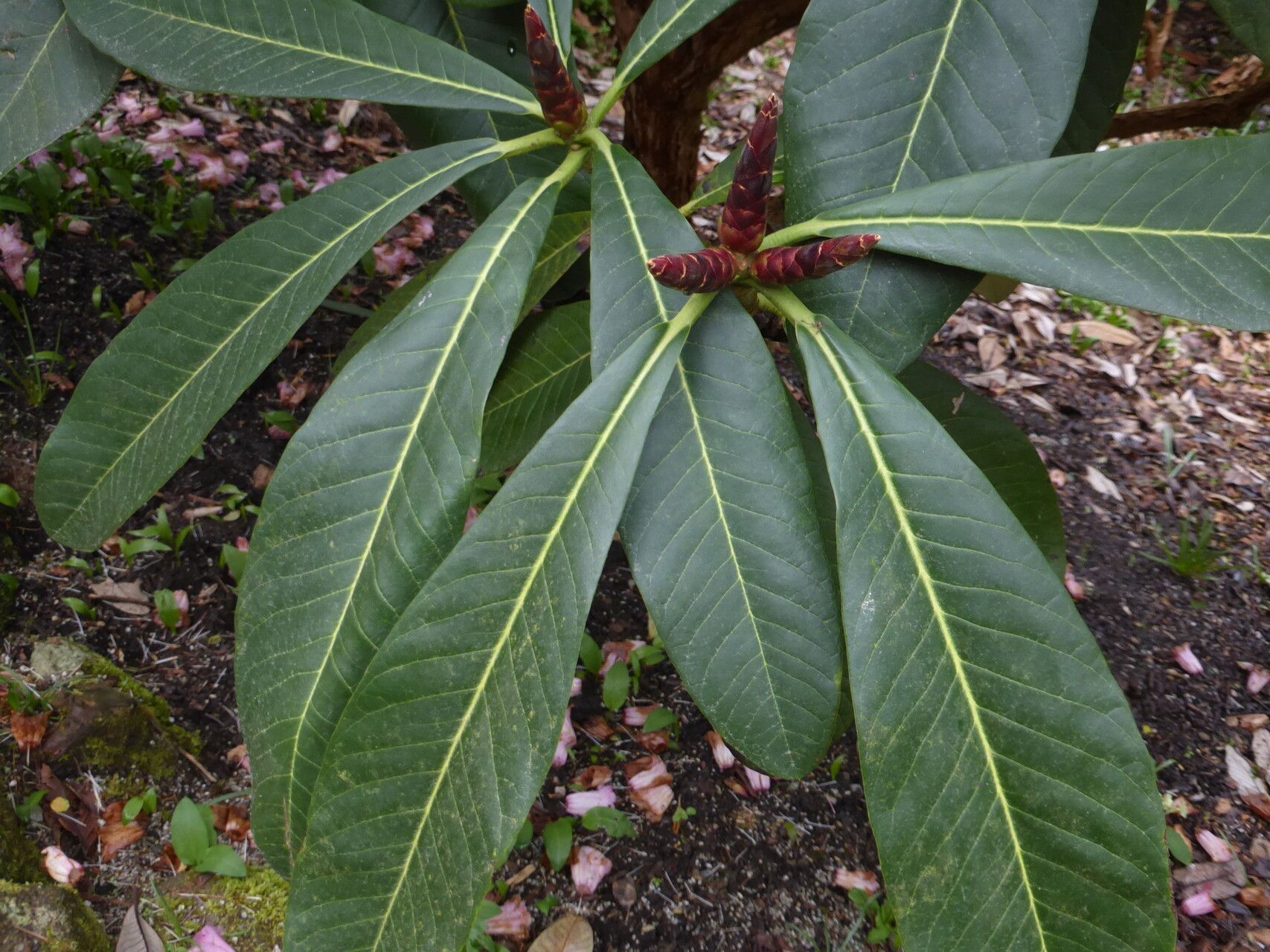 Rhododendron magnificum — houseplant care guide