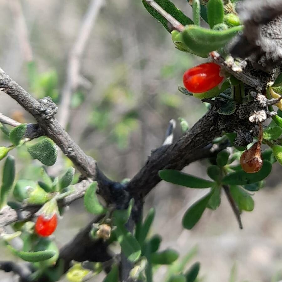 Lycium chilense bark