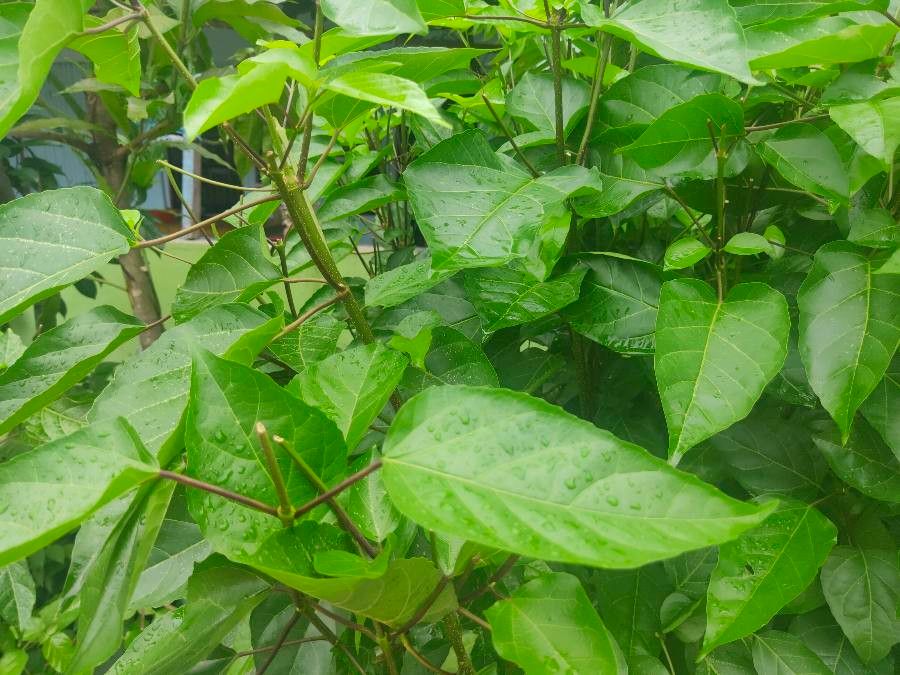 Hernandia stenura — search result for 'Nicaragua'