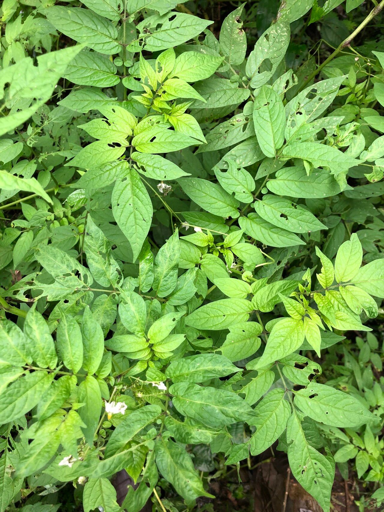 Solanum canense — houseplant care guide