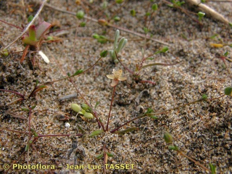 Sagina maritima fruit