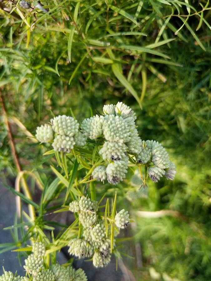 Pycnanthemum tenuifolium fruit