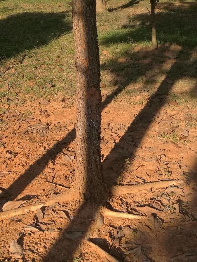 Cinnamomum kotoense bark