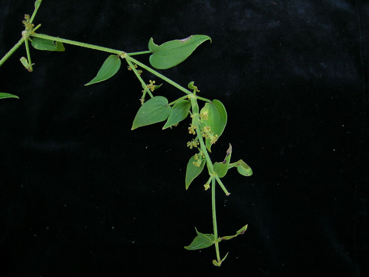 Rubia wallichiana habit