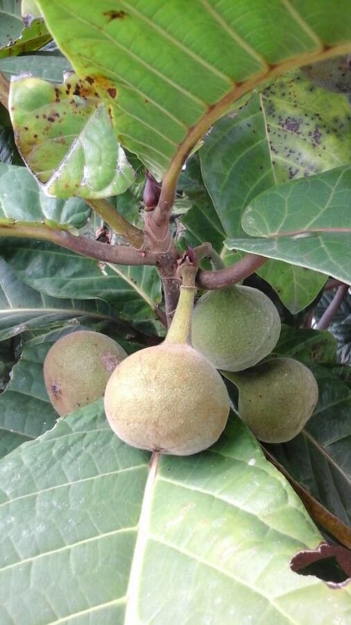 Ficus habrophylla fruit