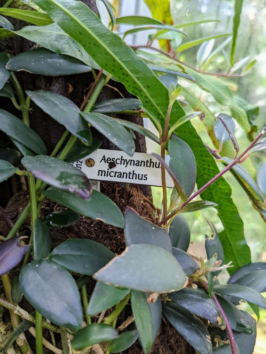 Aeschynanthus micranthus other