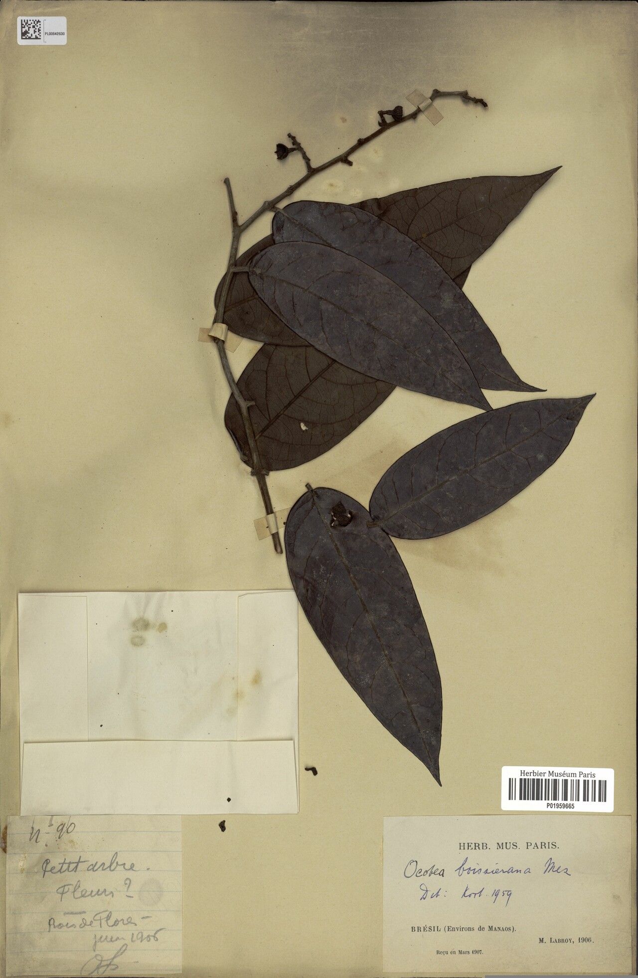 Ocotea boissieriana — houseplant care guide