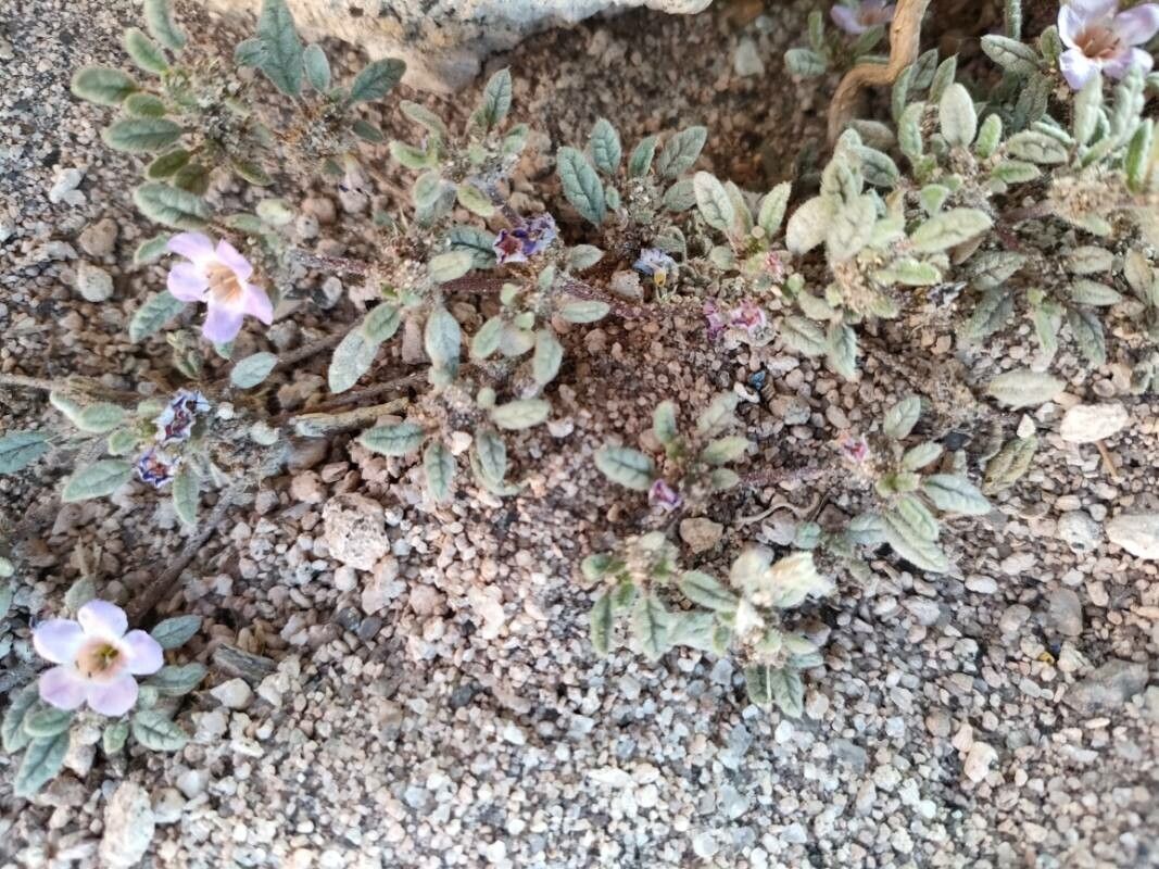 Tiquilia atacamensis — related species from the same genus