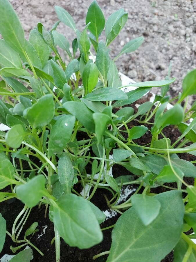 Nolana paradoxa — houseplant care guide