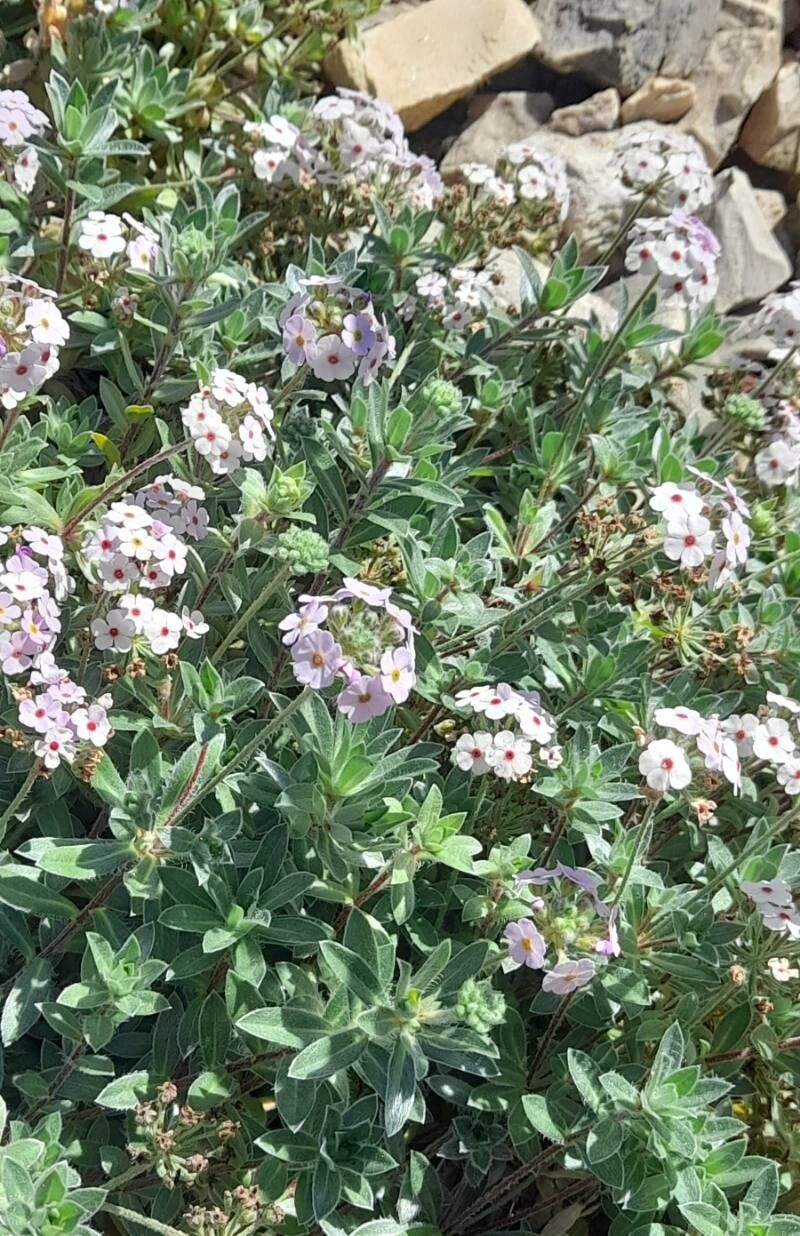 Androsace lanuginosa habit