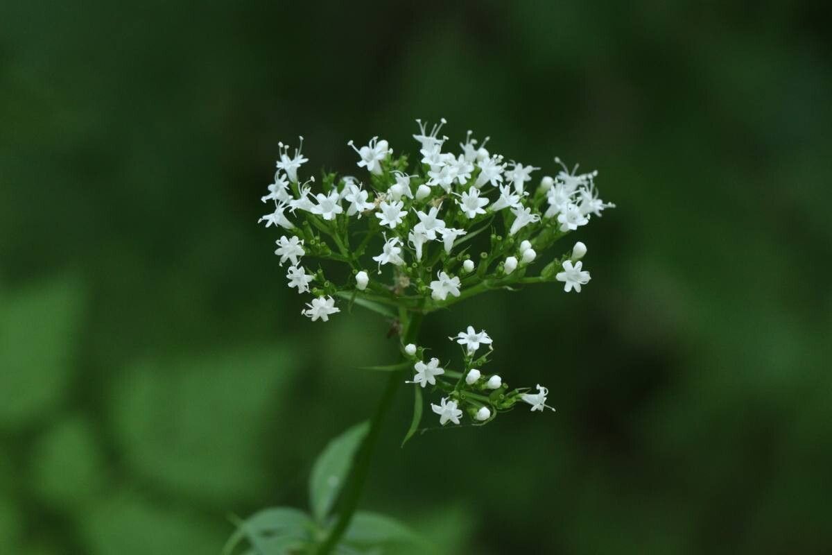 Valeriana fauriei — search result for 'Valeriana'